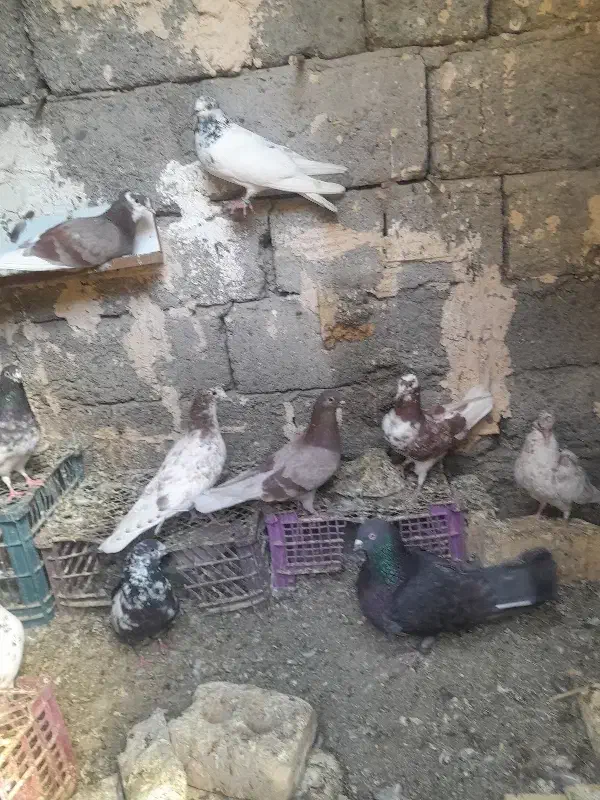 کفتر|پرنده|کهنوج, |دیوار