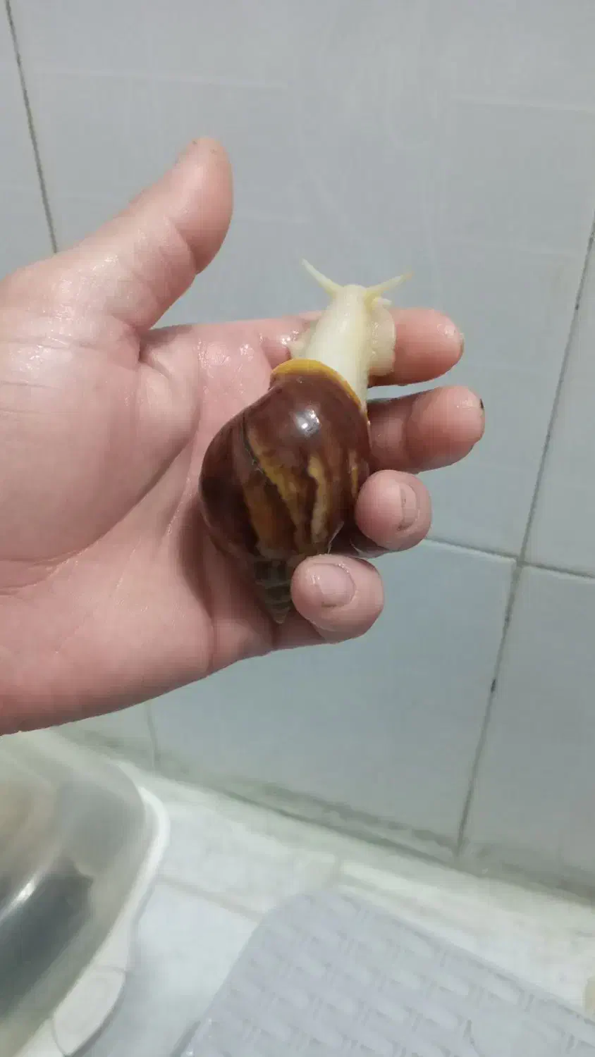 حلزون البینو|خزنده|پاکدشت, پاکدشت (مامازند)|دیوار