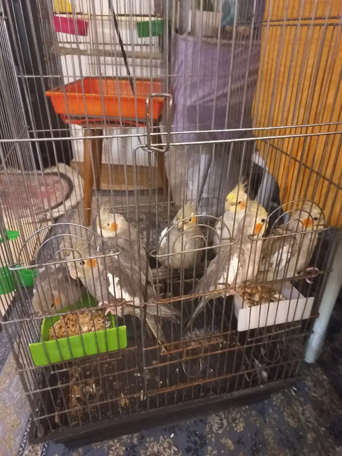 طوطی عروس هلندی|پرنده|چالوس, |دیوار