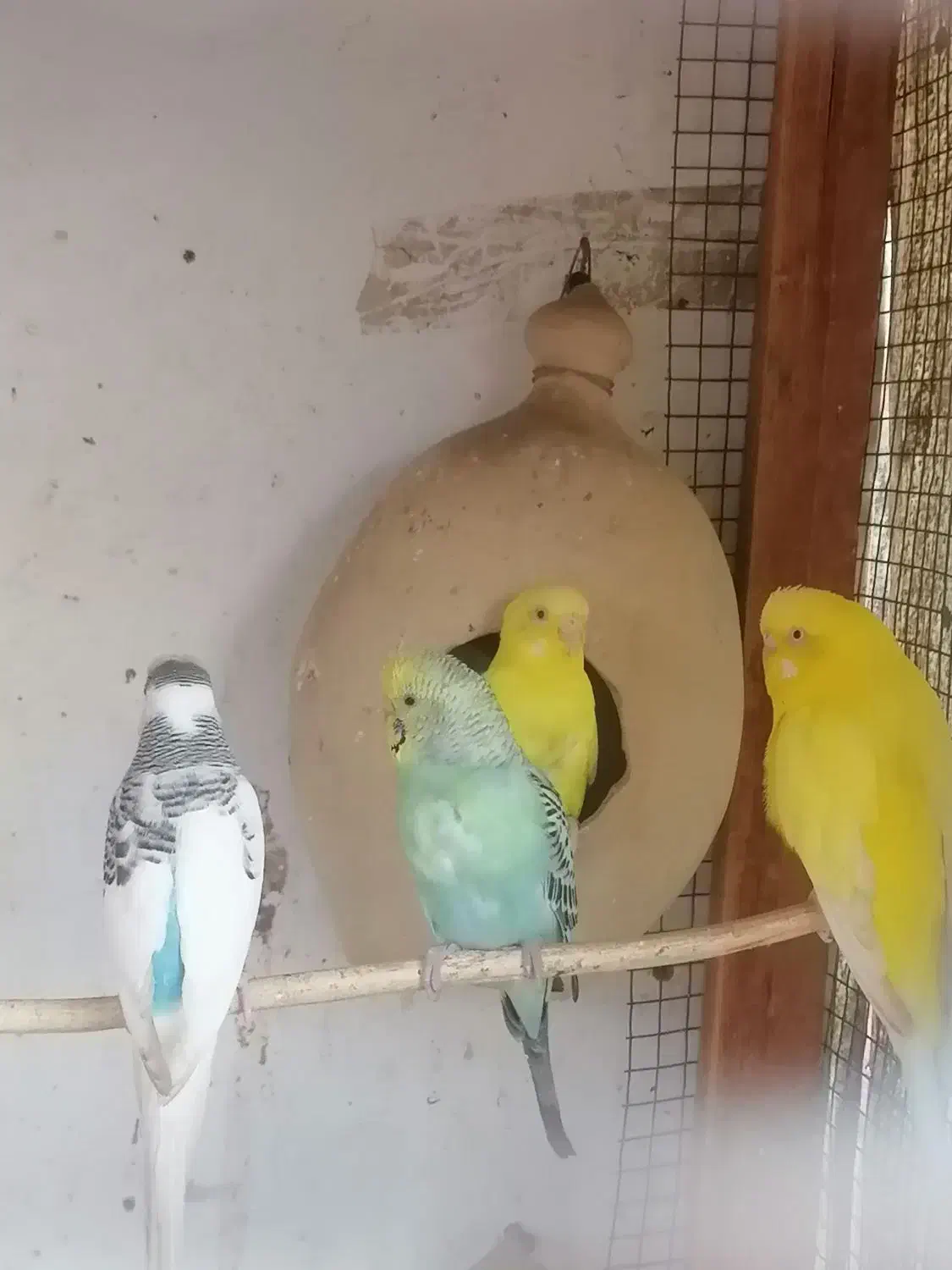 مرغ عشق فروشی|پرنده|چابهار, |دیوار