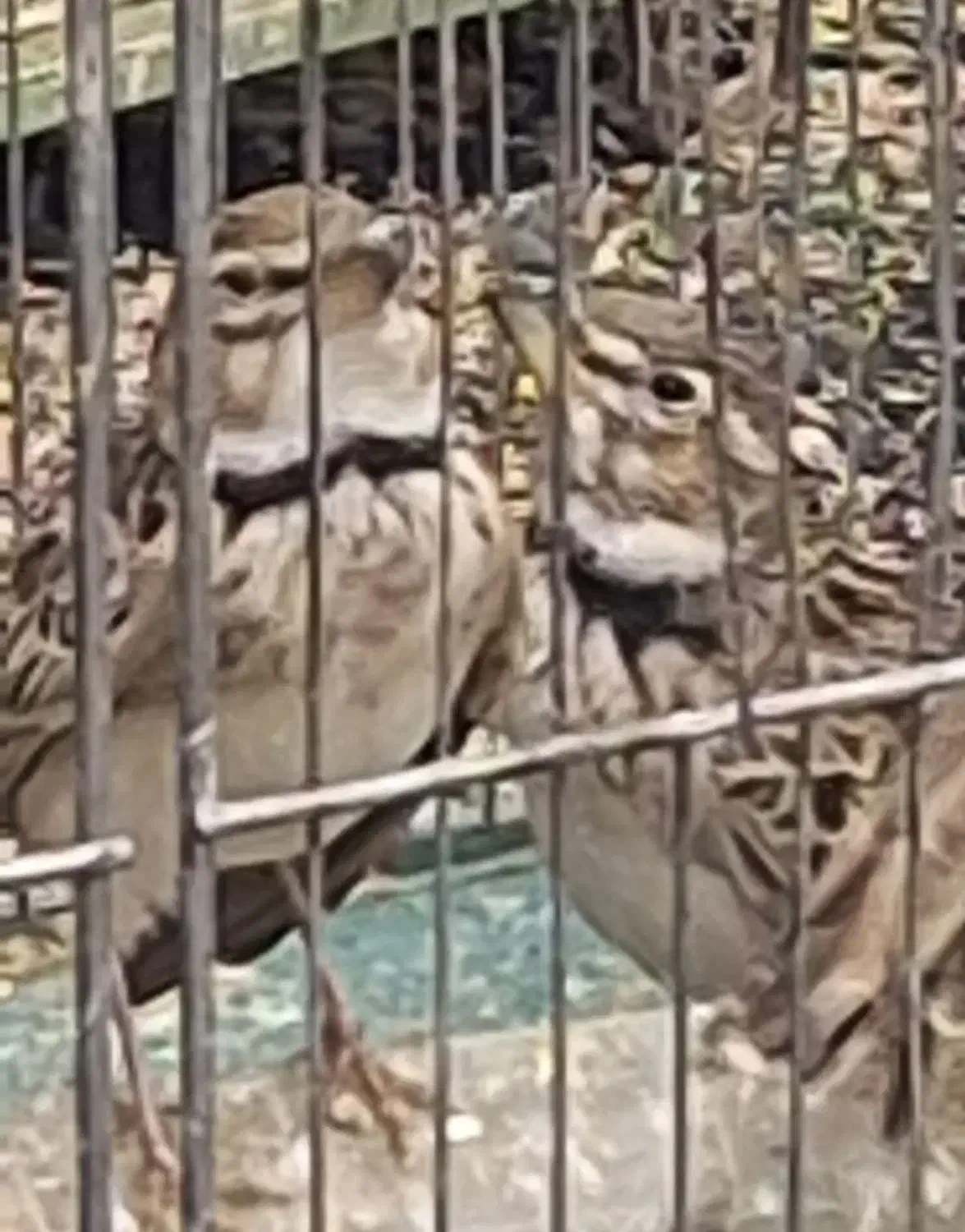 سهره طغری ۴۵۰ هزارتومان|پرنده|کرمان, |دیوار