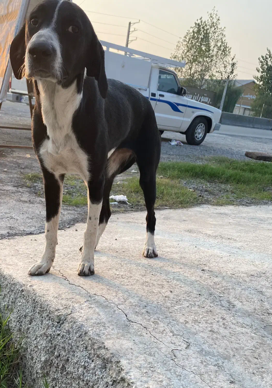 واگذاری توله شکاری پوینتر|سگ|محمودآباد, |دیوار