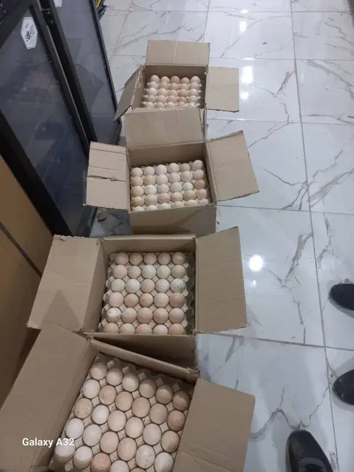 تخم مرغ رسمی خوراکی و نطفه دار|حیوانات مزرعه|قم, شهرک توانیر|دیوار