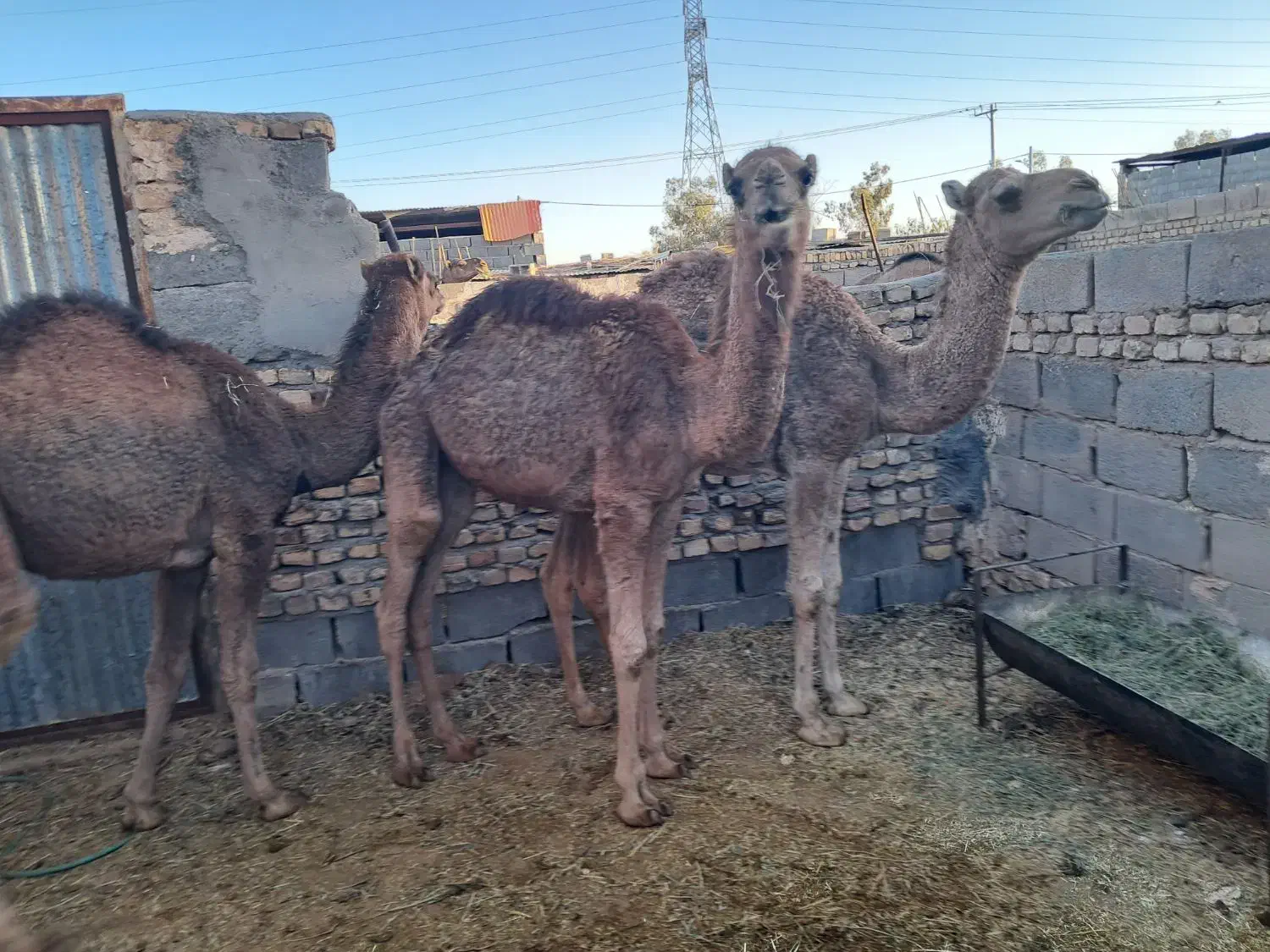 بلوان دوساله|حیوانات مزرعه|بافق, |دیوار