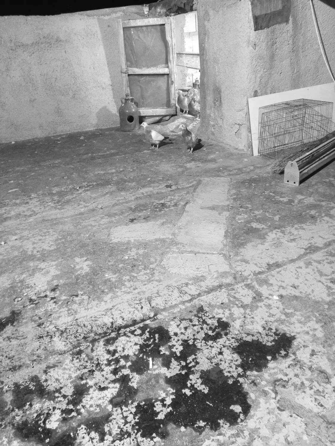 کفتر|حیوانات|همدان, |دیوار