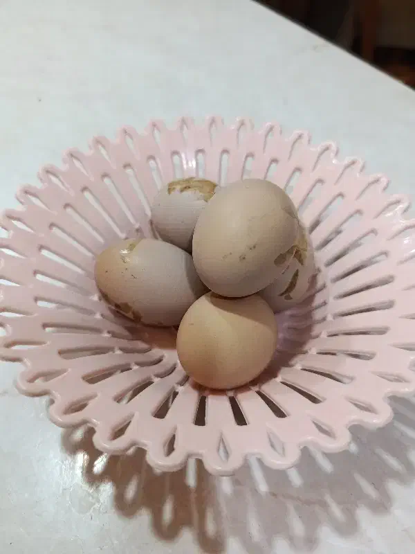 تخم لاری نطفه دار|حیوانات مزرعه|تهران, دانشگاه شریف|دیوار