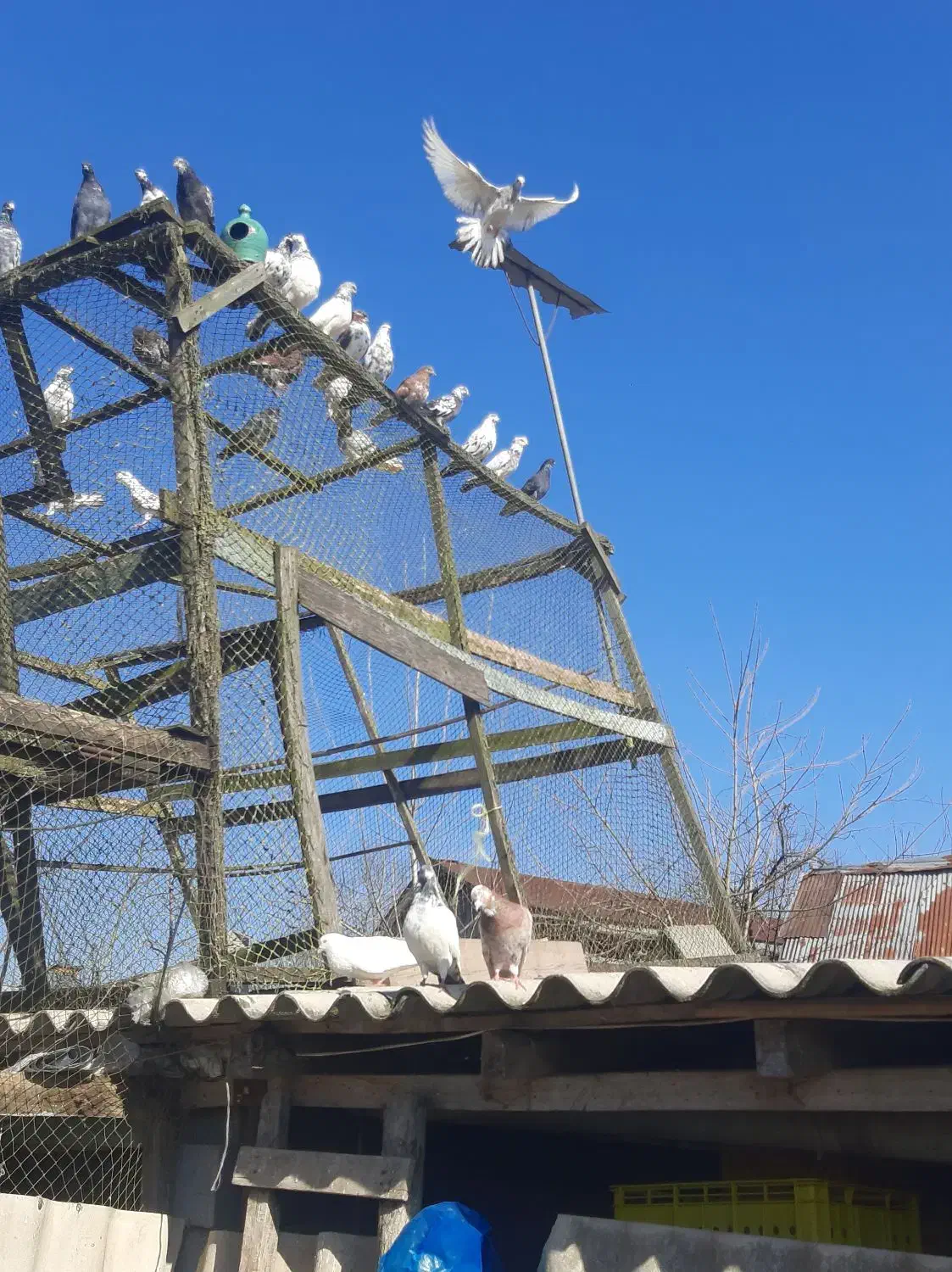 کبوتر پرشی|پرنده|لشت نشا, |دیوار