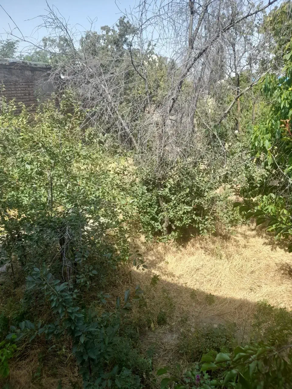 باغ ویلا کلنگی پر از درختان میوه ای .نمین|فروش زمین و ملک کلنگی|نمین, |دیوار