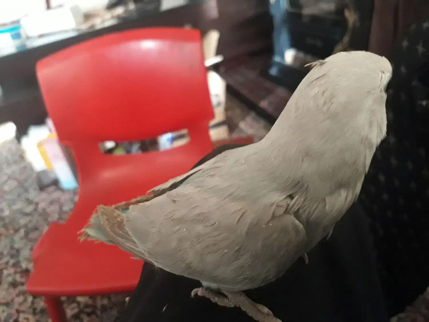 سلام سه عدد طوطی برزیلی(کوتوله)فول رام و دستی|پرنده|بافت, |دیوار