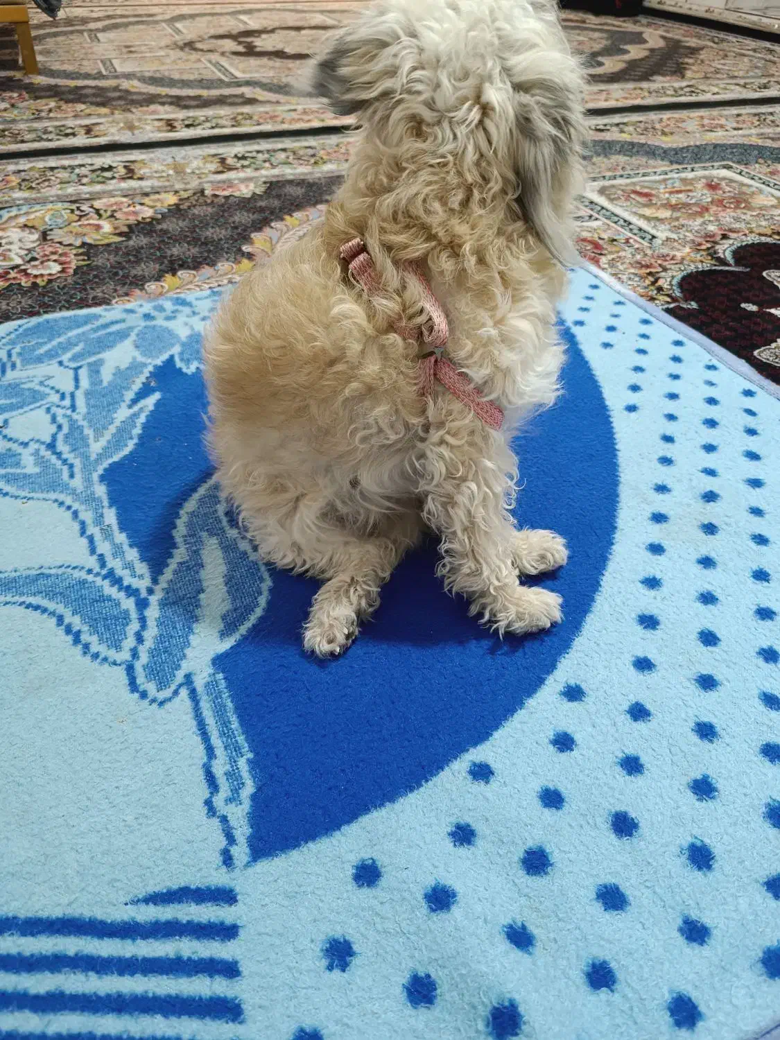 شیتزو|سگ|فیروزآباد (فارس), |دیوار