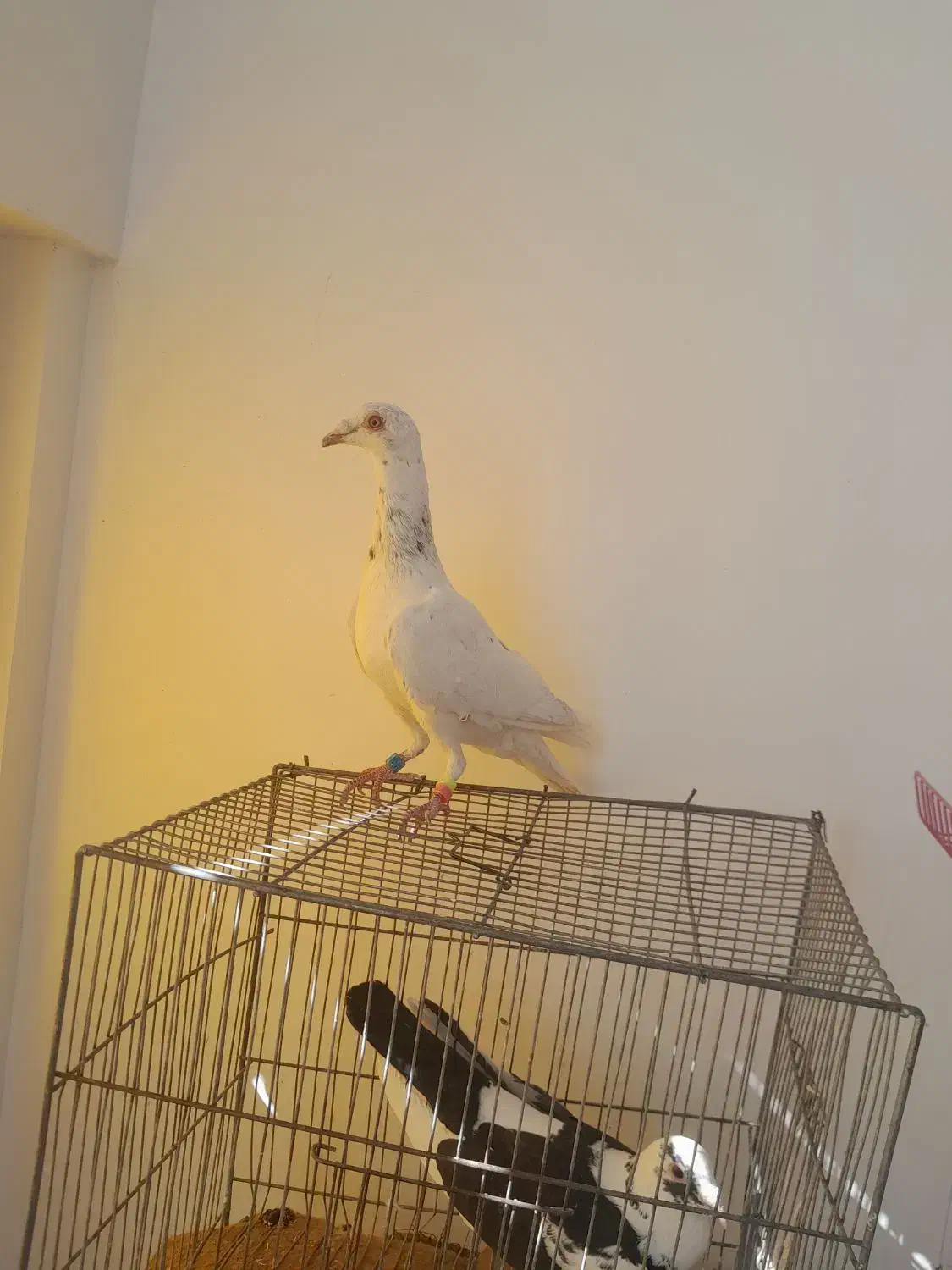 کفتر جوون|پرنده|کاشمر, |دیوار