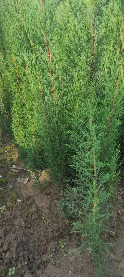 سرو به تعداد زیاد|گل و گیاه طبیعی|کرمانشاه, |دیوار