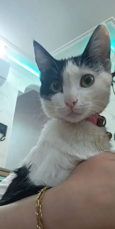 گربه،پیشی|حیوانات|اراک, |دیوار