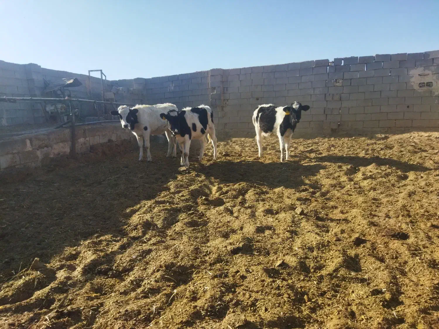 گوساله ماده|حیوانات مزرعه|برخوار, |دیوار