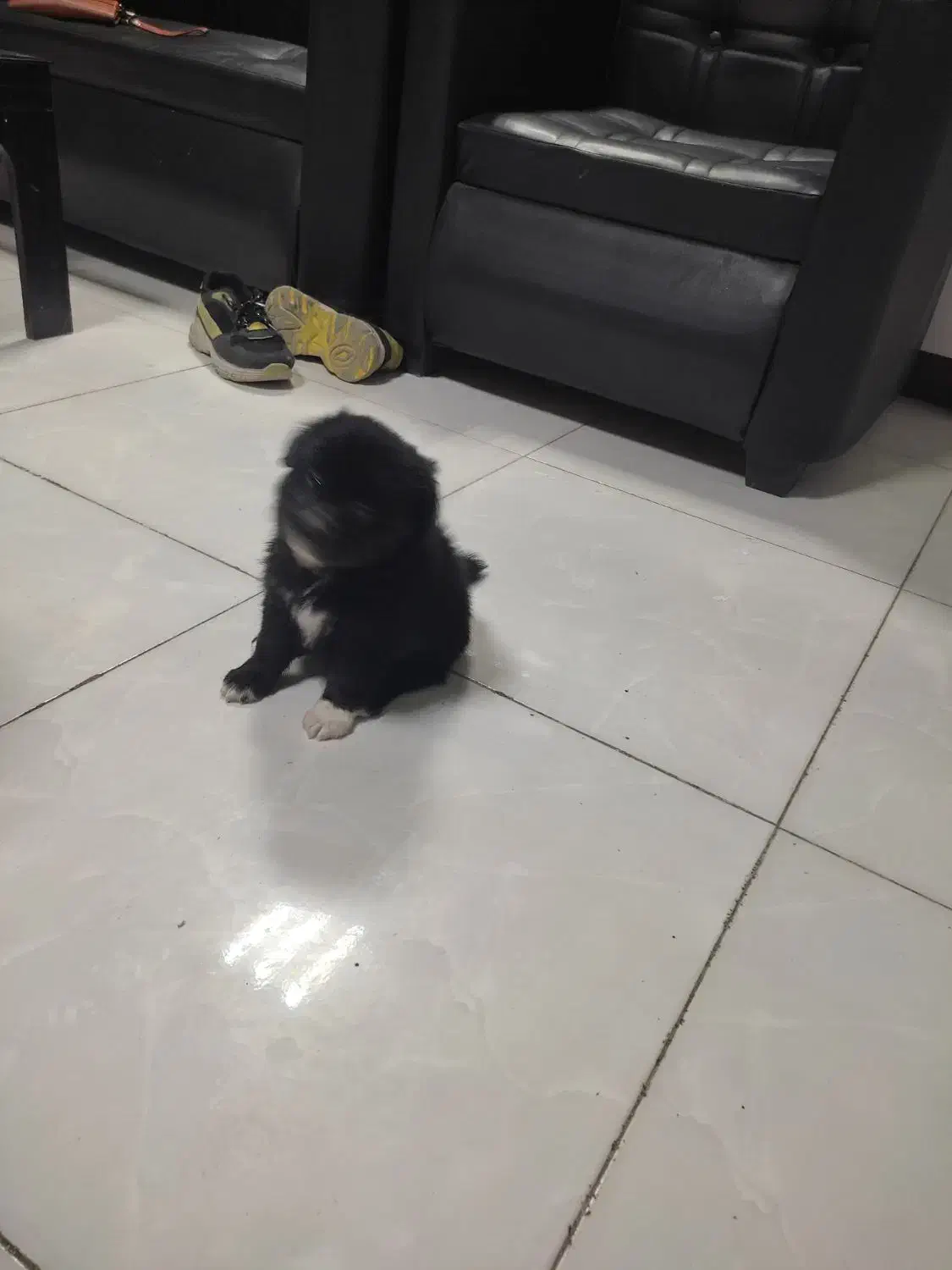 سگ پامر / شینزو|سگ|گلبهار, شهر جدید گلبهار|دیوار