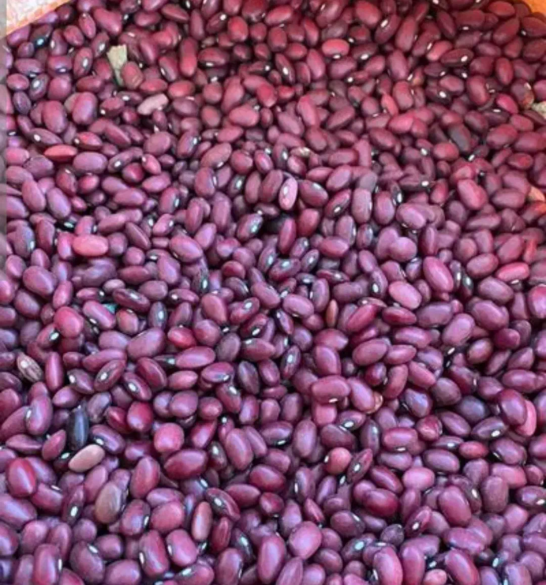 اجاره زمین وچاه کشاورزی|اجارهٔ دفتر صنعتی، کشاورزی، تجاری|زنجانرود, |دیوار