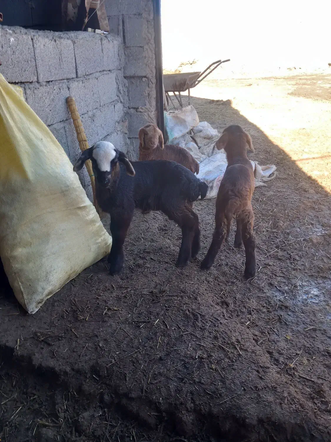 فروش بره|حیوانات مزرعه|مشگین شهر, |دیوار