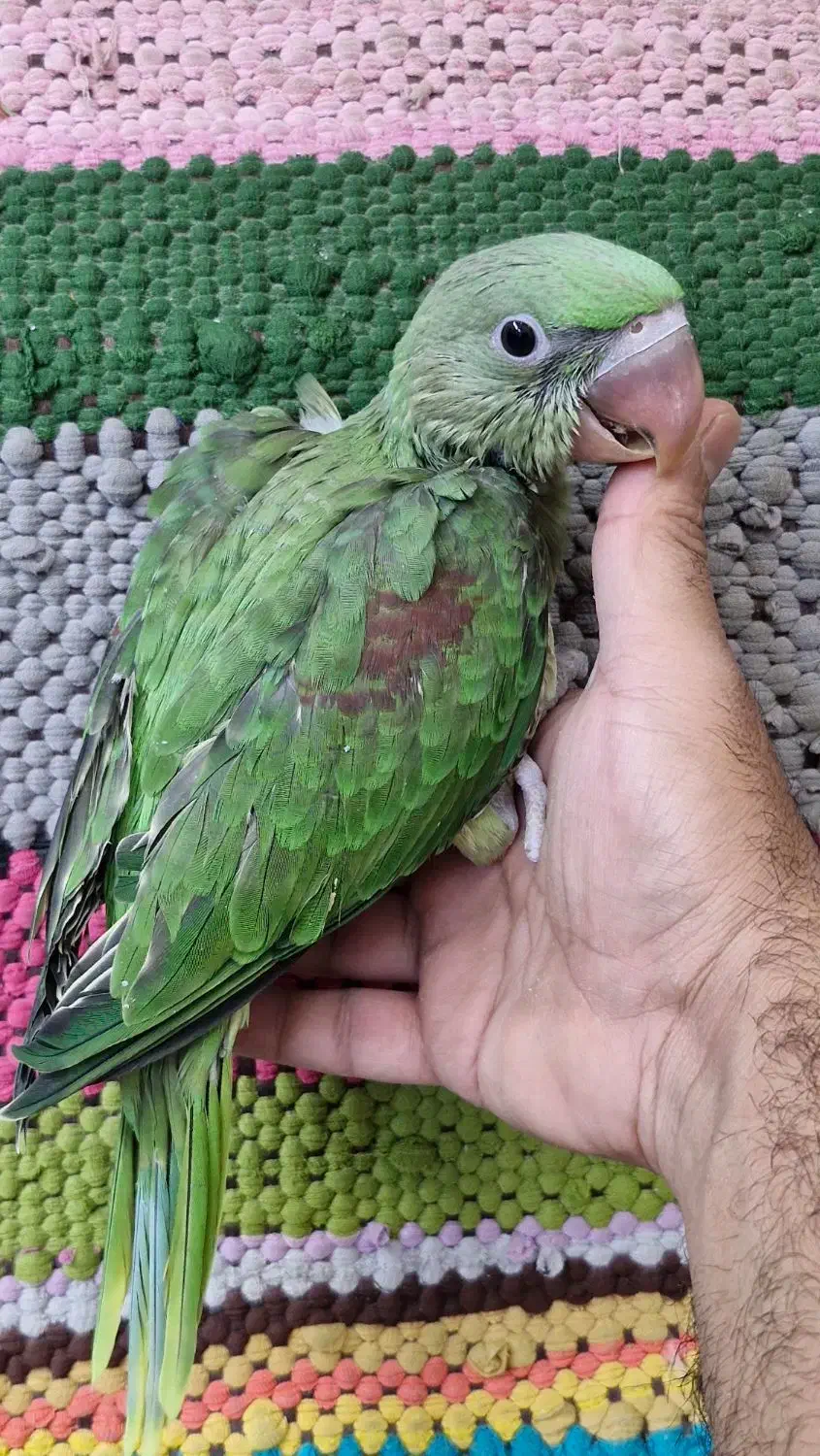 شاه طوطی اسکندر|پرنده|بیرجند, |دیوار