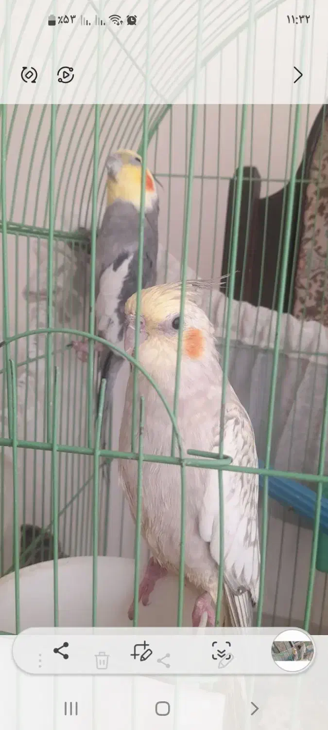 عروس هلندی مولد دستی|پرنده|محلات, |دیوار