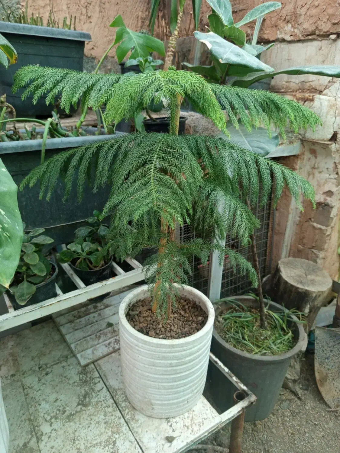 گل کاج مطبق یک عددسرحال وخشکل|گل و گیاه طبیعی|سبزوار, شرق کال جنوبی (شمس آبادی)|دیوار