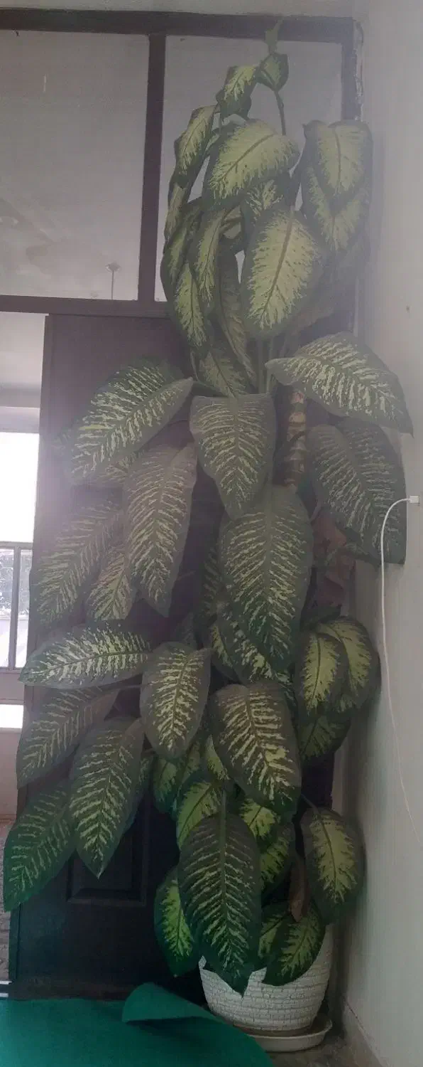 گل دیفن باخیا|گل و گیاه طبیعی|دالاهو, |دیوار