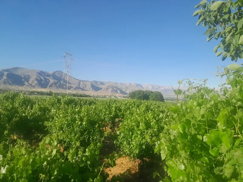 برگ دولمی|گل و گیاه طبیعی|فیروزآباد (لرستان), |دیوار