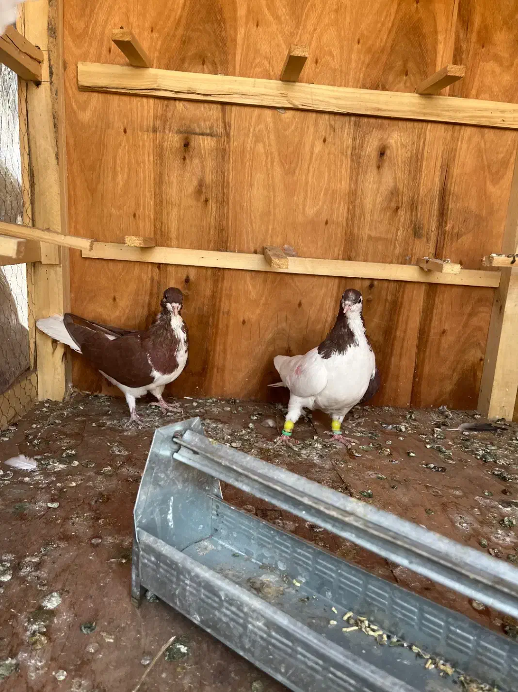 کفتر سیاهپوش|پرنده|صدرا-فارس, فاز ۱|دیوار