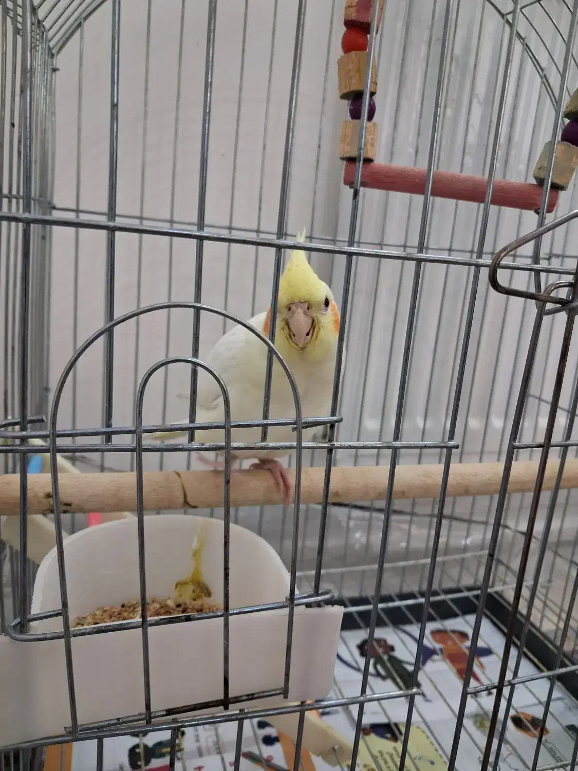 عروس هلندی لوتینو|پرنده|سبزوار, امیر کبیر|دیوار