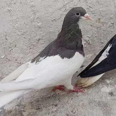 یال ماده بشرط|پرنده|شیراز, کوشک میدان|دیوار