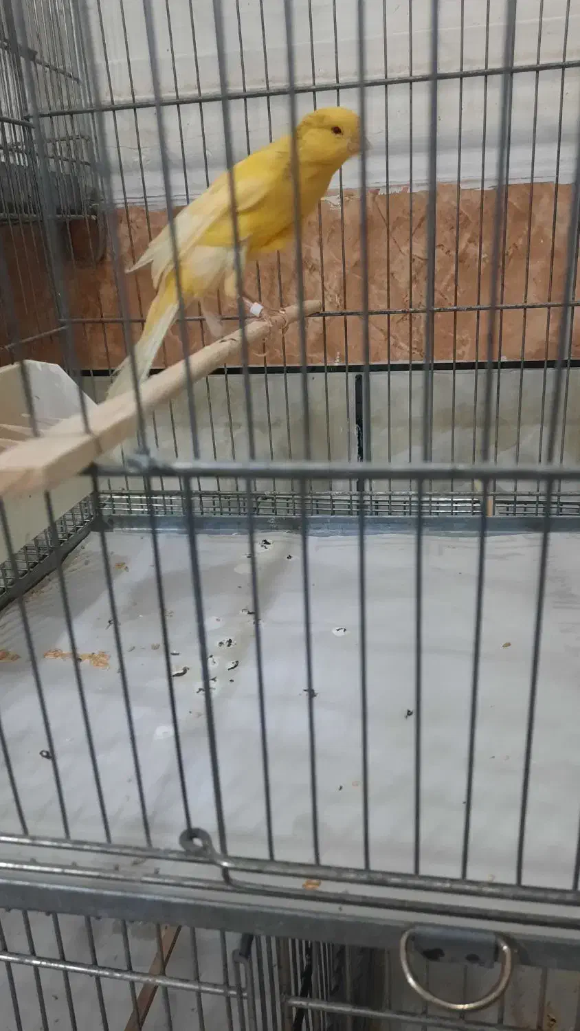 قناری رسمی بلند نر|پرنده|حمیدیه, |دیوار