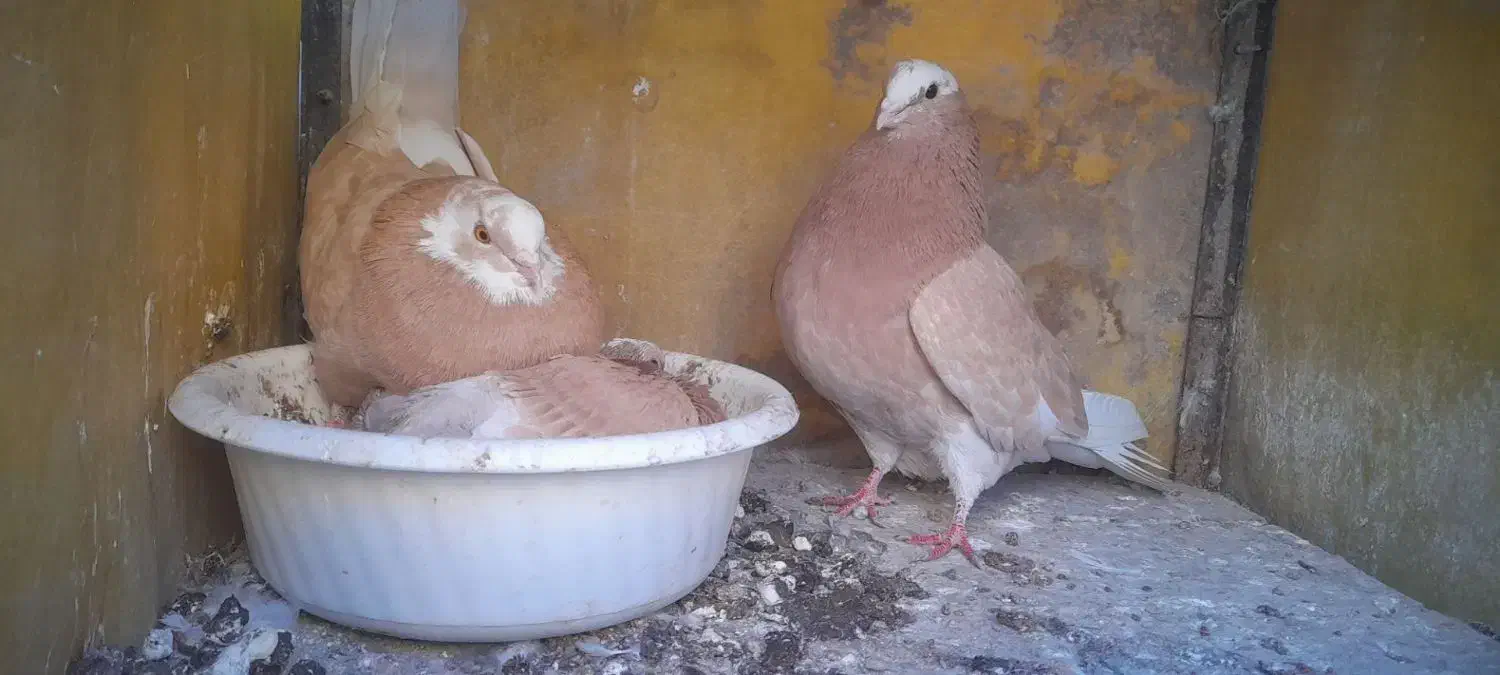 تعدای کبوتر فروشی شازده زرد تمیز|پرنده|مشکین‌دشت, |دیوار