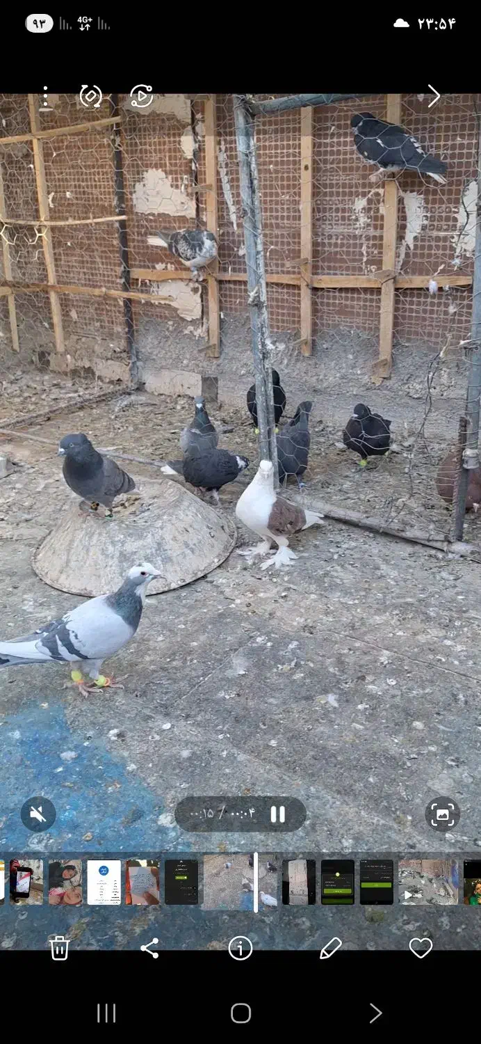 کبوترپشت صید|پرنده|کاشمر, |دیوار