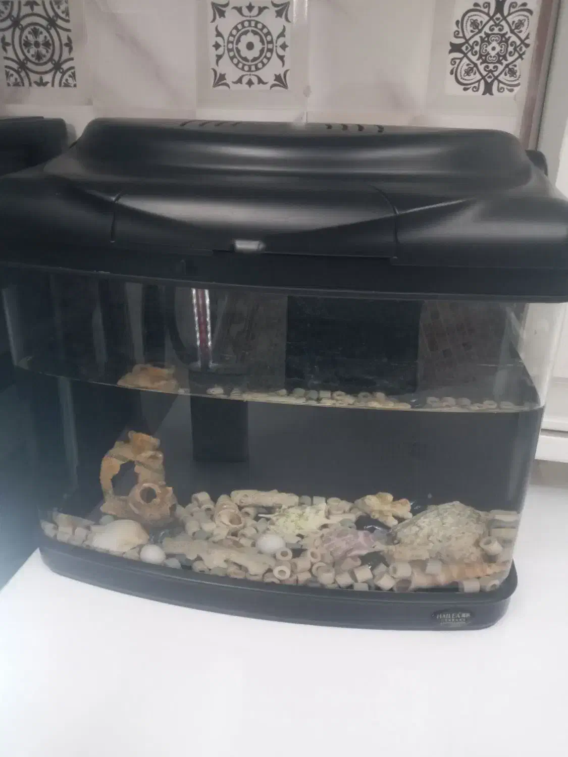 آکواریوم|ماهی|سنندج, |دیوار