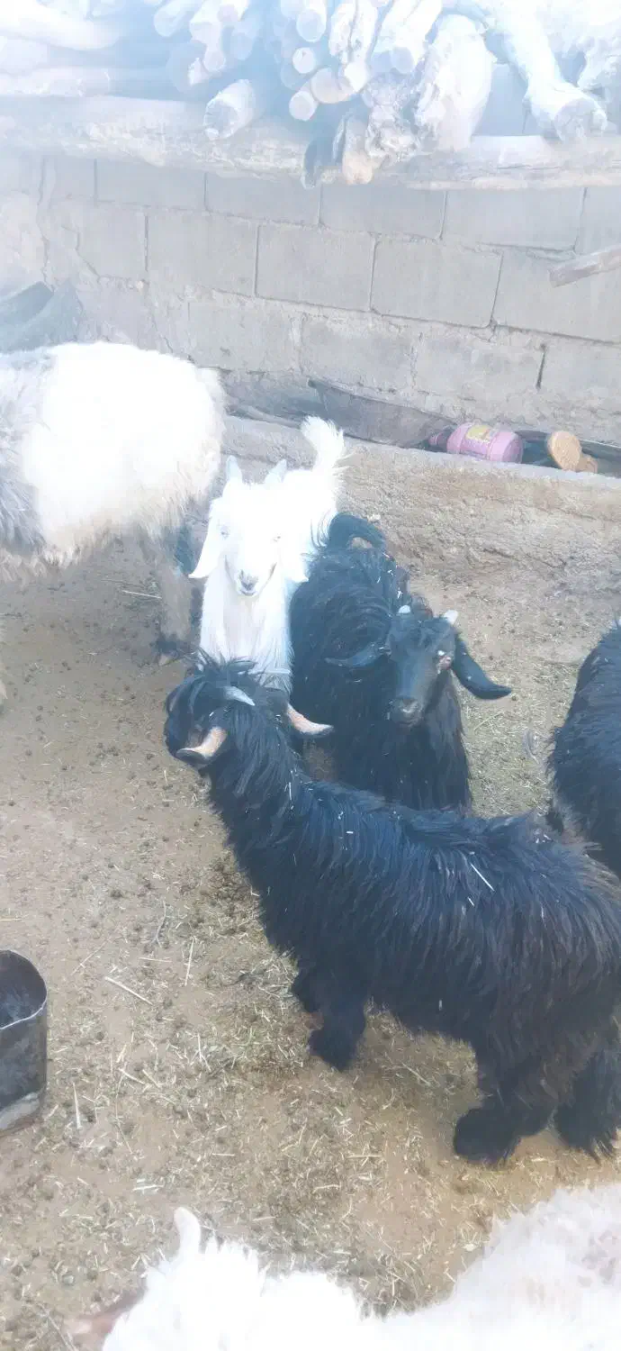 بزغاله .کهره .بز|حیوانات مزرعه|میانکوه, |دیوار