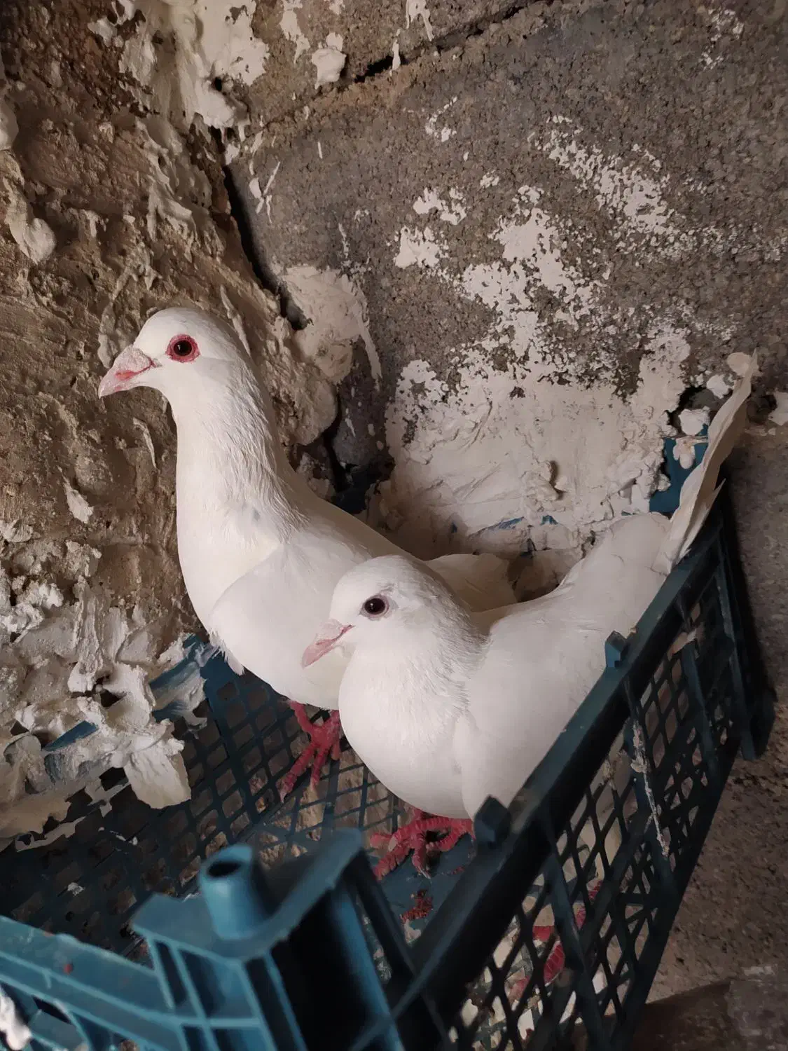 کفتر|پرنده|گرمخان, |دیوار