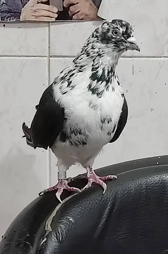 کبوتر پرواز|پرنده|رشت, انصاری|دیوار