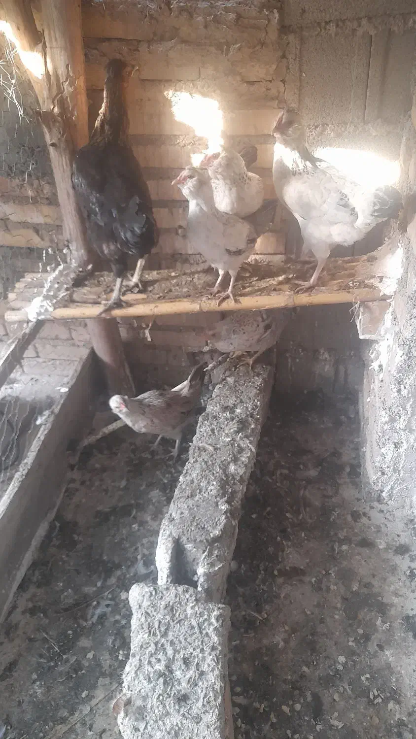 گلین و محلی|حیوانات مزرعه|سنگدوین, |دیوار