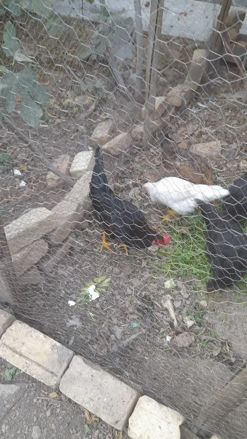 خروس فروشی|حیوانات مزرعه|قمصر, |دیوار