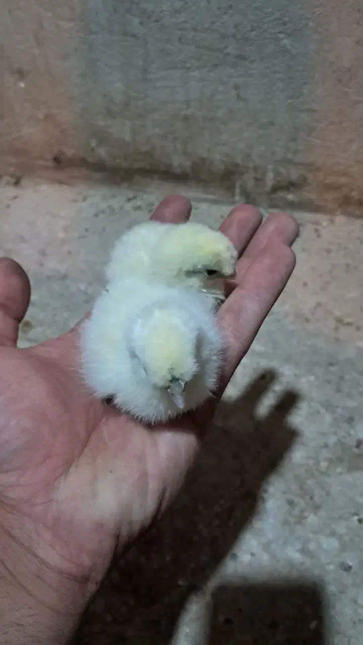 جوجه و تخم  بلدرچین مینیاتوری ایام سمانی ابریشمی|حیوانات مزرعه|یزد, |دیوار