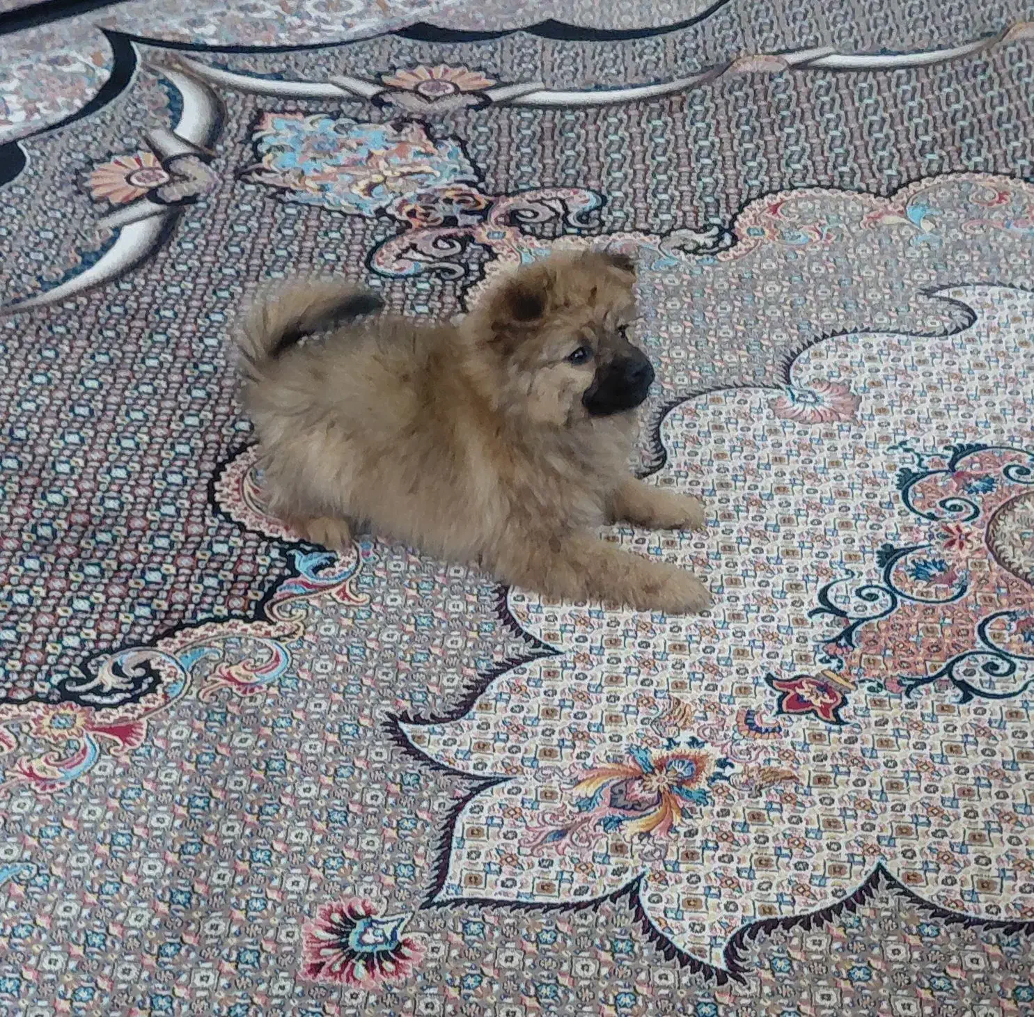 سگ پامر|سگ|اردبیل, |دیوار