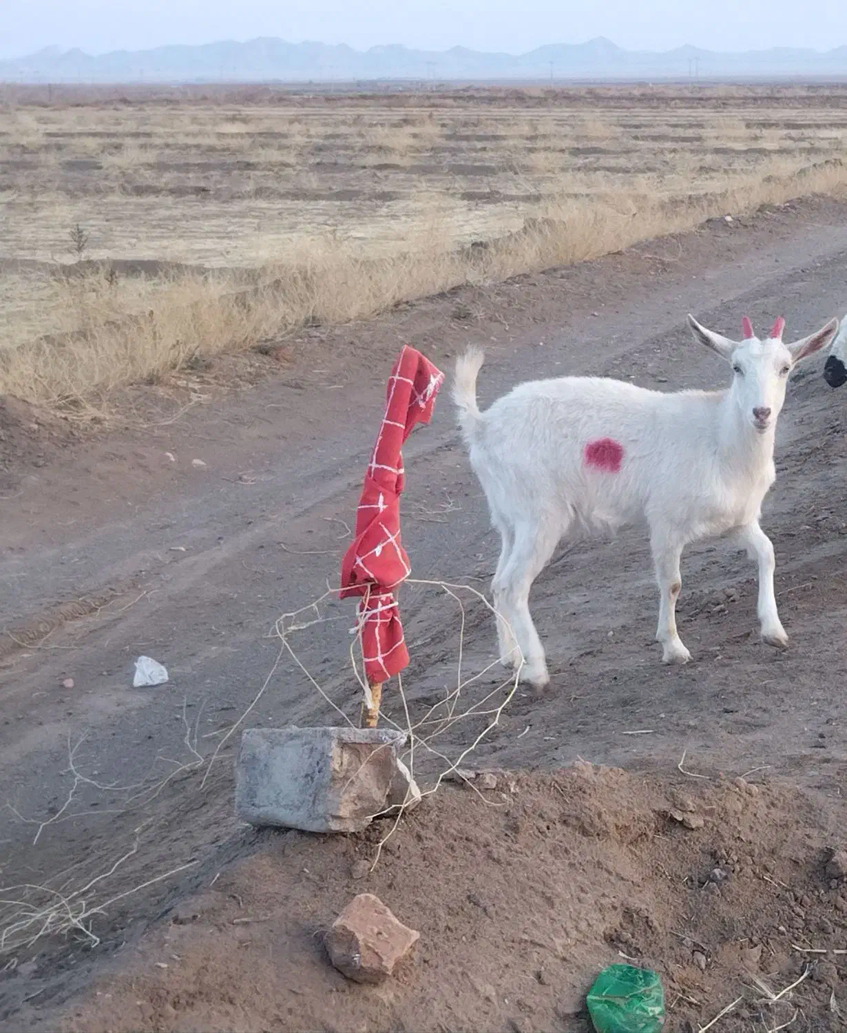 یک عدد کولار سانن|حیوانات مزرعه|گناباد, |دیوار