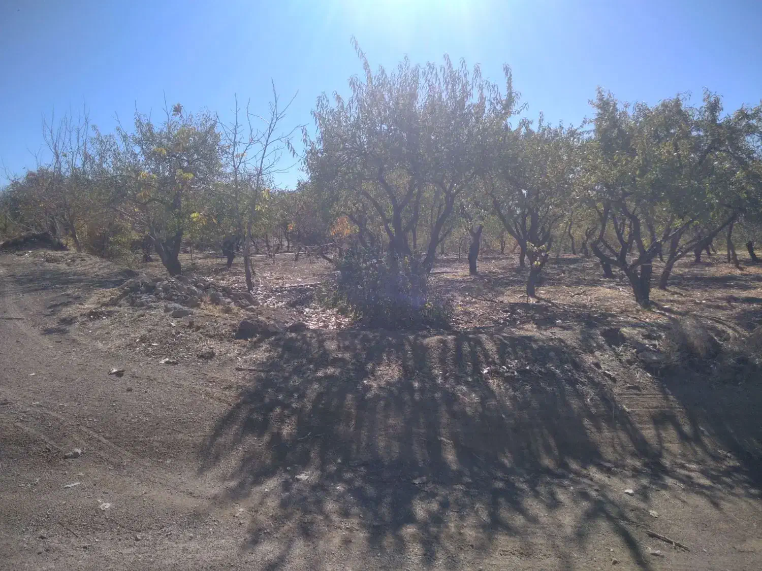 فروش باغ|فروش زمین و ملک کلنگی|زاینده رود, |دیوار