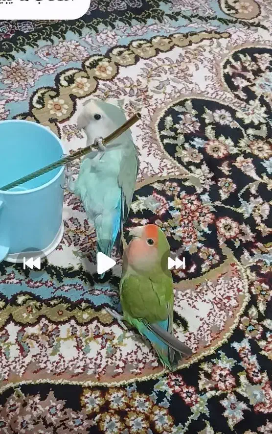 گمشده|حیوانات|شوش, |دیوار