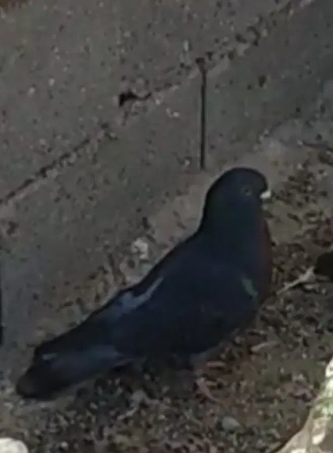 کبوتر اوچان|پرنده|ابهر, |دیوار