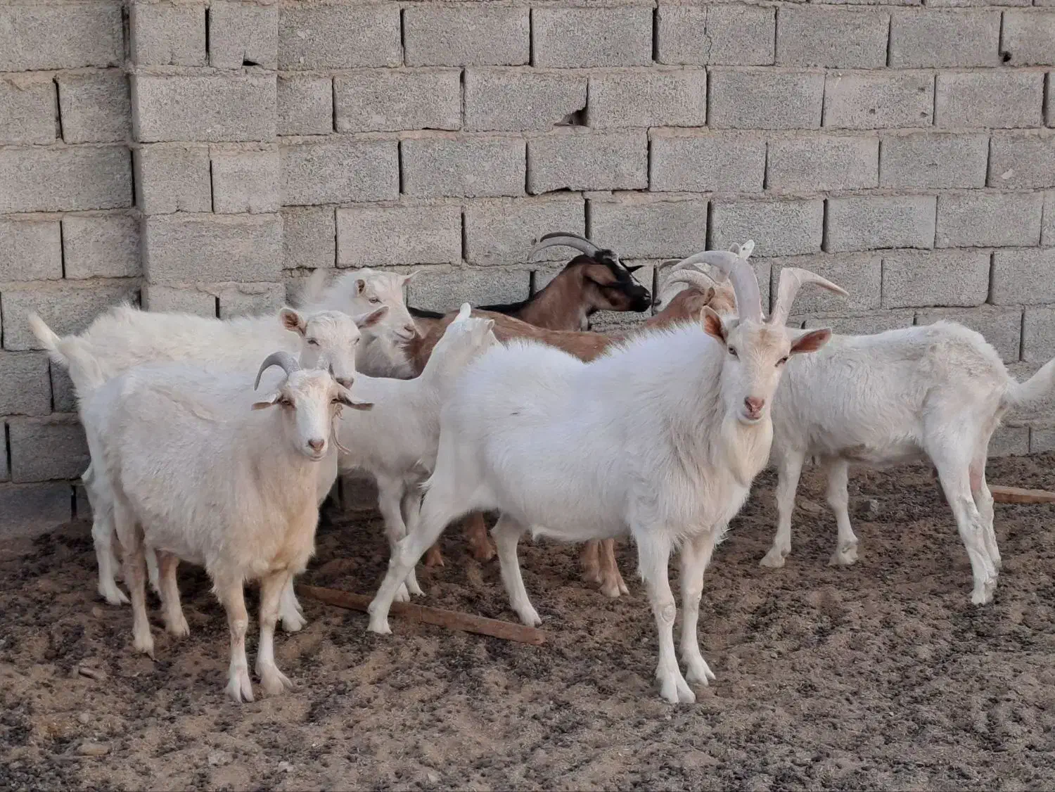 بز سانن و میش رومن|حیوانات مزرعه|اراک, |دیوار