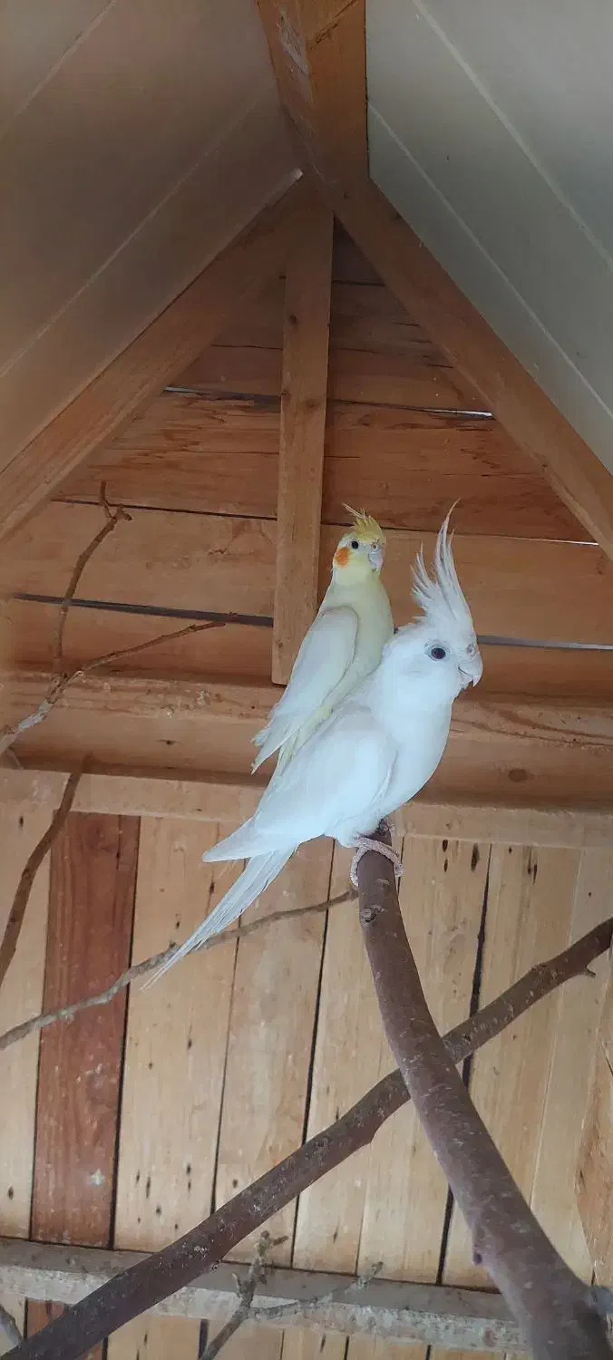 فروش عروس هلندی|پرنده|لامرد, |دیوار