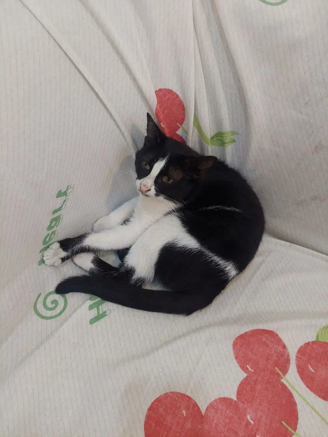 واگذاری توله گربه ۵ ماه|گربه|الوند, |دیوار