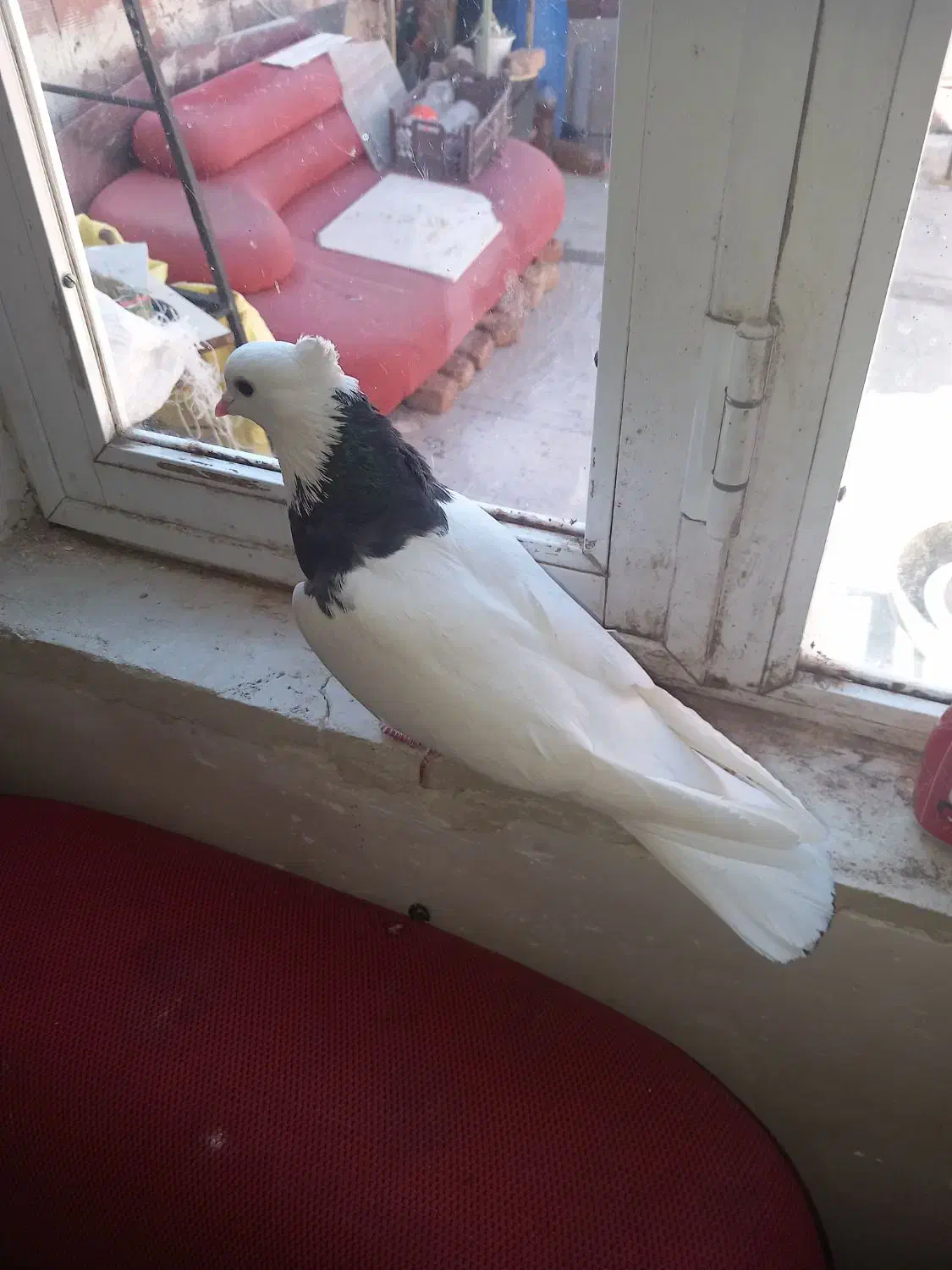 کبوتر|پرنده|اردبیل, |دیوار