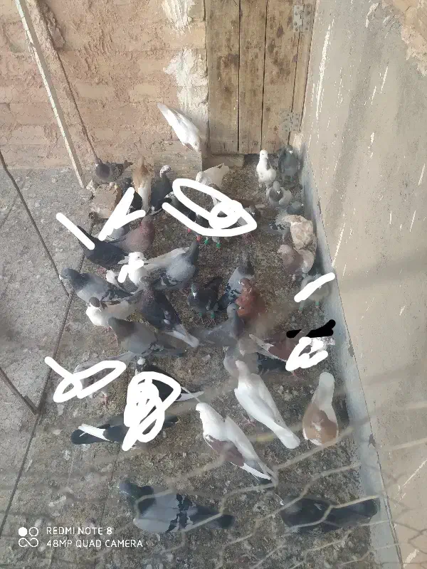 درهم گرفتی ،پولکی نیست|پرنده|جغتای, |دیوار