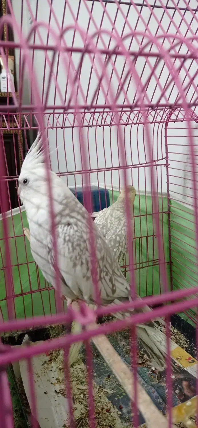 عروس هلندی ماده|پرنده|محمدیه-قزوین, |دیوار